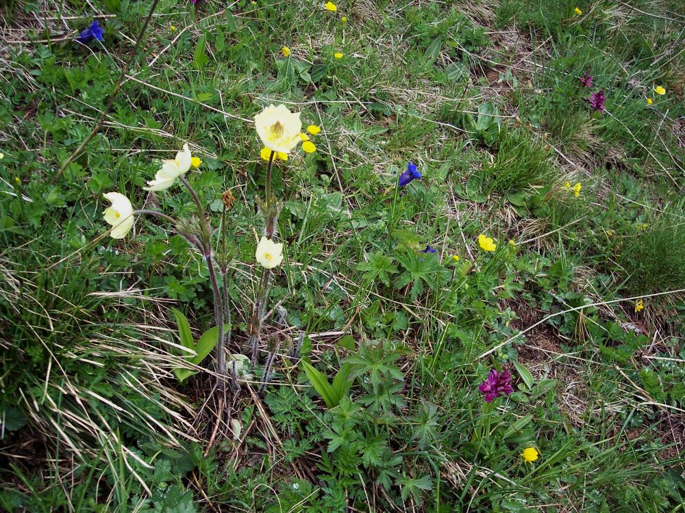 Fiori montani dalla Valle d''Aosta